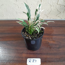 Load image into Gallery viewer, #R27 Spathiphyllum &#39;Monet&#39; - Miniature