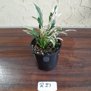 #R27 Spathiphyllum 'Monet' - Miniature