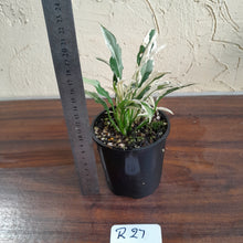 Load image into Gallery viewer, #R27 Spathiphyllum &#39;Monet&#39; - Miniature