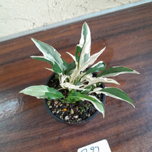 Load image into Gallery viewer, #R27 Spathiphyllum &#39;Monet&#39; - Miniature