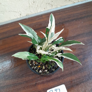 #R27 Spathiphyllum 'Monet' - Miniature