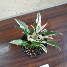 Load image into Gallery viewer, #R27 Spathiphyllum &#39;Monet&#39; - Miniature