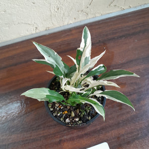 #R27 Spathiphyllum 'Monet' - Miniature
