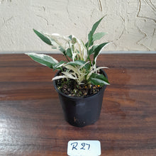 Load image into Gallery viewer, #R27 Spathiphyllum &#39;Monet&#39; - Miniature