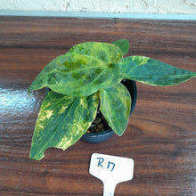 Load image into Gallery viewer, #R17 Variegated Anthurium Forgetii x - With Pup