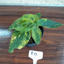 Load image into Gallery viewer, #R17 Variegated Anthurium Forgetii x - With Pup