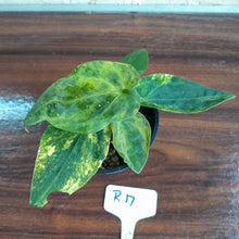 Load image into Gallery viewer, #R17 Variegated Anthurium Forgetii x - With Pup