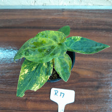 Load image into Gallery viewer, #R17 Variegated Anthurium Forgetii x - With Pup