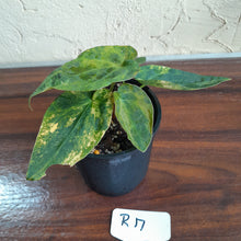 Load image into Gallery viewer, #R17 Variegated Anthurium Forgetii x - With Pup