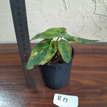 Load image into Gallery viewer, #R17 Variegated Anthurium Forgetii x - With Pup