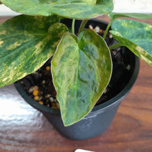 Load image into Gallery viewer, #R17 Variegated Anthurium Forgetii x - With Pup