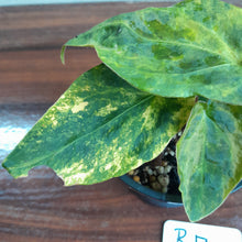 Load image into Gallery viewer, #R17 Variegated Anthurium Forgetii x - With Pup