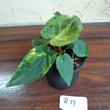 Load image into Gallery viewer, #R17 Variegated Anthurium Forgetii x - With Pup