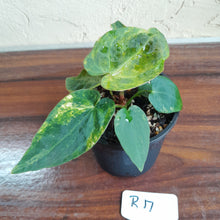 Load image into Gallery viewer, #R17 Variegated Anthurium Forgetii x - With Pup