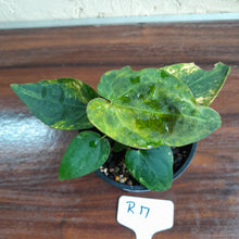 Load image into Gallery viewer, #R17 Variegated Anthurium Forgetii x - With Pup