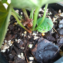Load image into Gallery viewer, #R17 Variegated Anthurium Forgetii x - With Pup