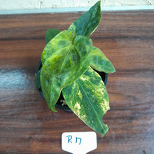 Load image into Gallery viewer, #R17 Variegated Anthurium Forgetii x - With Pup