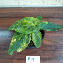 Load image into Gallery viewer, #R17 Variegated Anthurium Forgetii x - With Pup