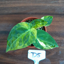 Load image into Gallery viewer, #D5 Variegated Anthurium Forgetii x - With Pup