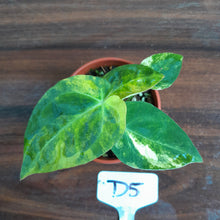 Load image into Gallery viewer, #D5 Variegated Anthurium Forgetii x - With Pup
