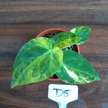 Load image into Gallery viewer, #D5 Variegated Anthurium Forgetii x - With Pup