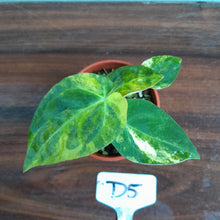 Load image into Gallery viewer, #D5 Variegated Anthurium Forgetii x - With Pup