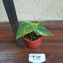 Load image into Gallery viewer, #D5 Variegated Anthurium Forgetii x - With Pup