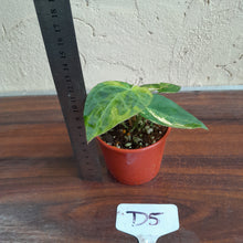 Load image into Gallery viewer, #D5 Variegated Anthurium Forgetii x - With Pup