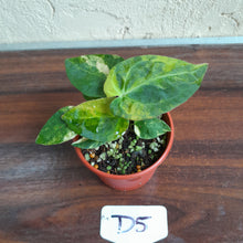 Load image into Gallery viewer, #D5 Variegated Anthurium Forgetii x - With Pup