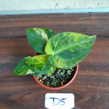 Load image into Gallery viewer, #D5 Variegated Anthurium Forgetii x - With Pup