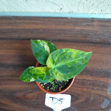 Load image into Gallery viewer, #D5 Variegated Anthurium Forgetii x - With Pup