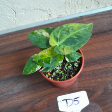 Load image into Gallery viewer, #D5 Variegated Anthurium Forgetii x - With Pup