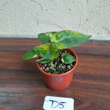 Load image into Gallery viewer, #D5 Variegated Anthurium Forgetii x - With Pup