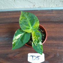 Load image into Gallery viewer, #D5 Variegated Anthurium Forgetii x - With Pup