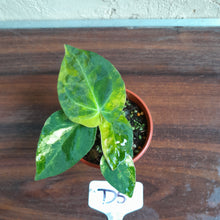 Load image into Gallery viewer, #D5 Variegated Anthurium Forgetii x - With Pup