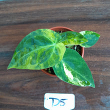 Load image into Gallery viewer, #D5 Variegated Anthurium Forgetii x - With Pup