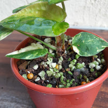 Load image into Gallery viewer, #D5 Variegated Anthurium Forgetii x - With Pup