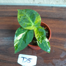 Load image into Gallery viewer, #D5 Variegated Anthurium Forgetii x - With Pup