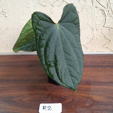 #R2 Anthurium Dark Complex x Luxurians - With Pup