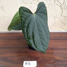 Load image into Gallery viewer, #R2 Anthurium Dark Complex x Luxurians - With Pup