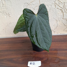 Load image into Gallery viewer, #R2 Anthurium Dark Complex x Luxurians - With Pup