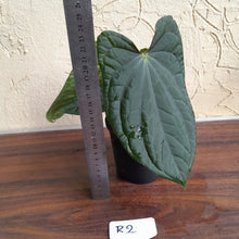 Load image into Gallery viewer, #R2 Anthurium Dark Complex x Luxurians - With Pup