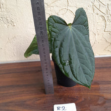 Load image into Gallery viewer, #R2 Anthurium Dark Complex x Luxurians - With Pup