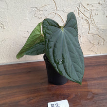 Load image into Gallery viewer, #R2 Anthurium Dark Complex x Luxurians - With Pup