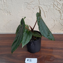 Load image into Gallery viewer, #R2 Anthurium Dark Complex x Luxurians - With Pup
