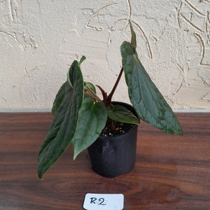 #R2 Anthurium Dark Complex x Luxurians - With Pup
