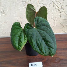 Load image into Gallery viewer, #R2 Anthurium Dark Complex x Luxurians - With Pup
