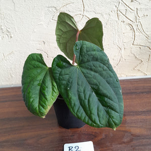 #R2 Anthurium Dark Complex x Luxurians - With Pup