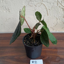 Load image into Gallery viewer, #R2 Anthurium Dark Complex x Luxurians - With Pup