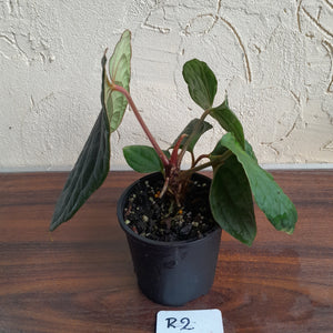 #R2 Anthurium Dark Complex x Luxurians - With Pup
